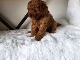 Toy Poodle
