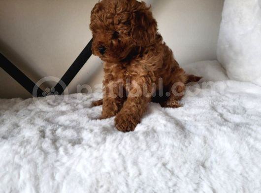 Toy Poodle görsel