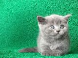 Gri Tüy Yumağı British Shorthair