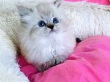 Maviş Point British Longhair Bebeklerim