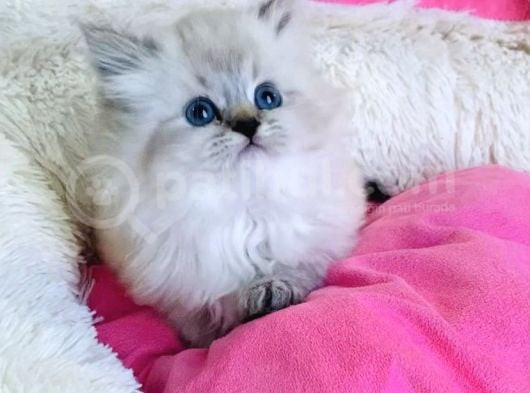 Maviş Point British Longhair Bebeklerim görsel