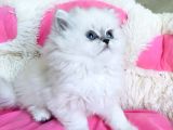 Maviş Point British Longhair Bebeklerim