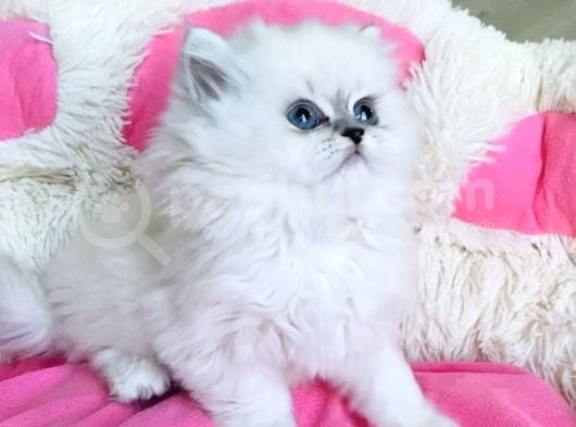 Maviş Point British Longhair Bebeklerim görsel