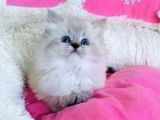 Maviş Point British Longhair Bebeklerim