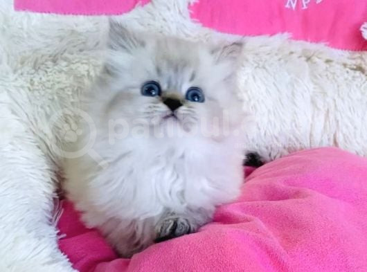 Maviş Point British Longhair Bebeklerim görsel