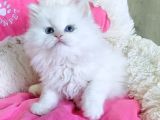 Maviş Point British Longhair Bebeklerim