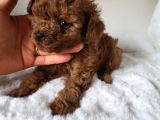 Toy Poodle