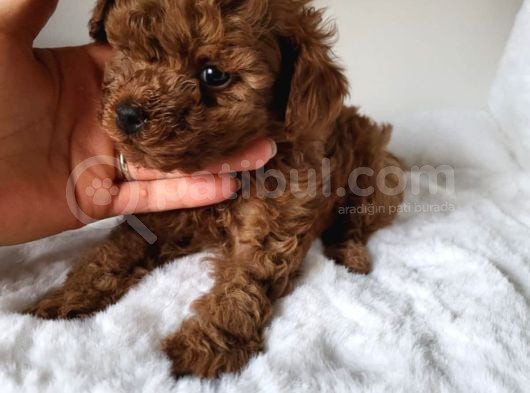 Toy Poodle görsel