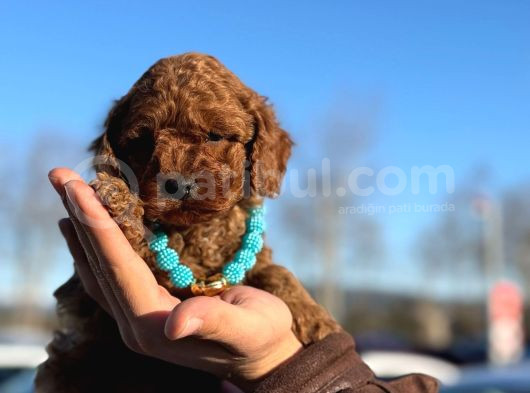 Toy Poodle görsel