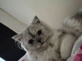 British Longhair 7 aylık Dişi