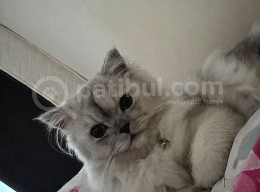 British Longhair 7 Aylık Dişi