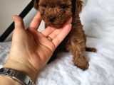 Toy Poodle