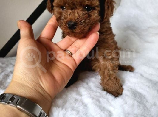 Toy Poodle görsel