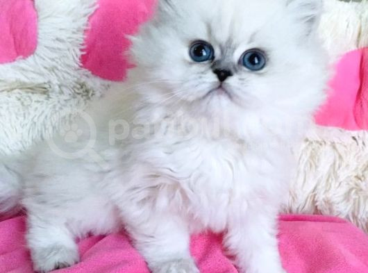 Maviş Point British Longhair Bebeklerim