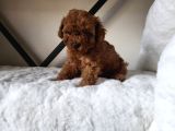 Toy Poodle