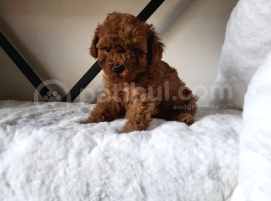 Toy Poodle görsel