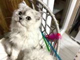 Süper Sevimli 7 Aylık British Longhair Dişi