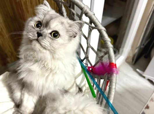 Süper Sevimli 7 Aylık British Longhair Dişi görsel