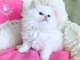 Maviş Point British Longhair Bebeklerim