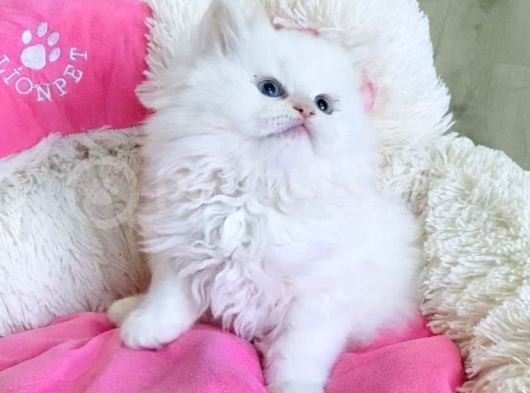 Maviş Point British Longhair Bebeklerim görsel