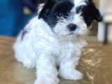 0 NUMARA MALTİPOO OĞLUMUZ