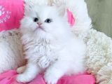 Maviş Point British Longhair Bebeklerim
