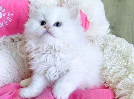 Maviş Point British Longhair Bebeklerim görsel