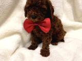 En Güzel Toy Poodle Yavrulari Bi̇zdeee