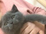 Asil Ve Özel British Shorthair Yavrusu