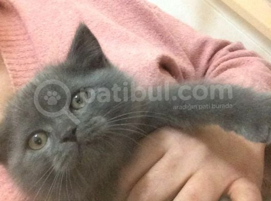 Asil Ve Özel British Shorthair Yavrusu görsel