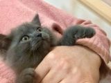 Asil Ve Özel British Shorthair Yavrusu