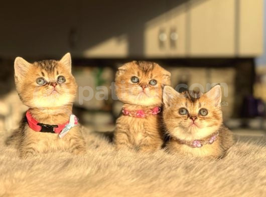 Golden Bri̇ti̇sh Yavrular görsel
