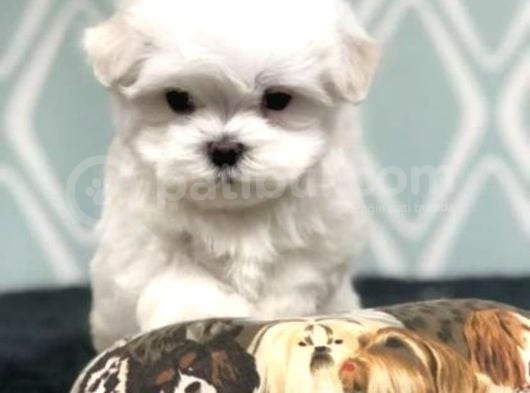 Topaç Gibi Maltese Bebeklerimiz görsel