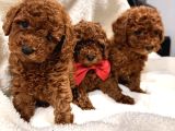 en güzel Toy Poodle YavrulaRI BİZDEEE