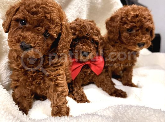 En Güzel Toy Poodle Yavrulari Bi̇zdeee