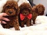 En Güzel Toy Poodle Yavrulari Bi̇zdeee