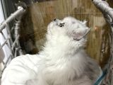 British Longhair 7 Aylık Dişi