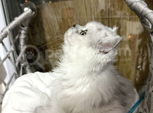 British Longhair 7 Aylık Dişi görsel