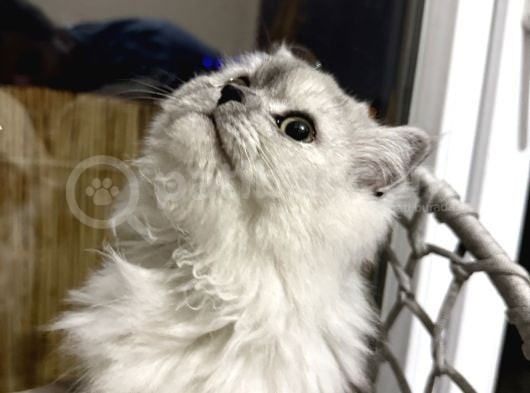 British Longhair 7 Aylık Dişi görsel