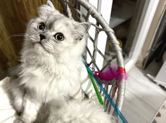 British Longhair 7 Aylık Dişi görsel