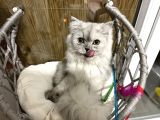 British Longhair 7 Aylık Dişi
