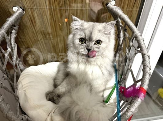 British Longhair 7 Aylık Dişi görsel