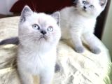 BRİTİSH BLUE POİNTLER sağlık garantili