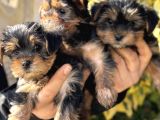 Mini Mini York Terrier Yavrularımız