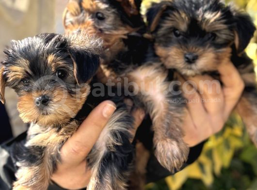 Mini Mini York Terrier Yavrularımız görsel