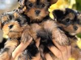 Mini Mini York Terrier Yavrularımız