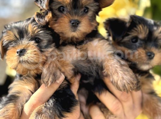 Mini Mini York Terrier Yavrularımız görsel