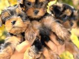 Mini Mini York Terrier Yavrularımız