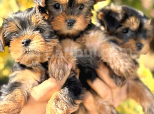 Mini Mini York Terrier Yavrularımız görsel