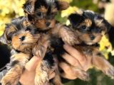 Mini Mini York Terrier Yavrularımız